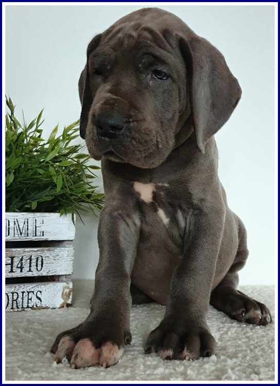 Litter Q 6 weeks